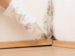 Why You Should Choose Our Mold Remediation Services in Seth Ward, TX